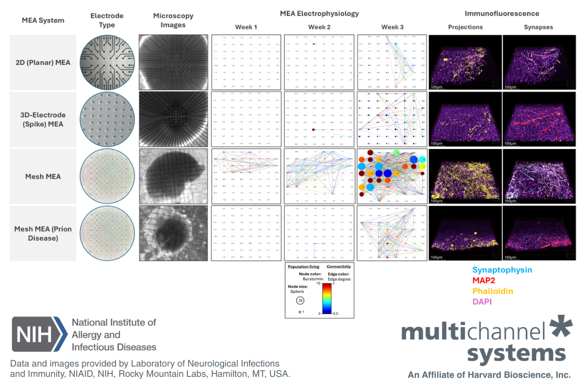 Mesh MEA data and fluorescence imaging - prion disease - organoid electrophysiology