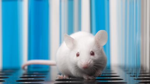 mouse